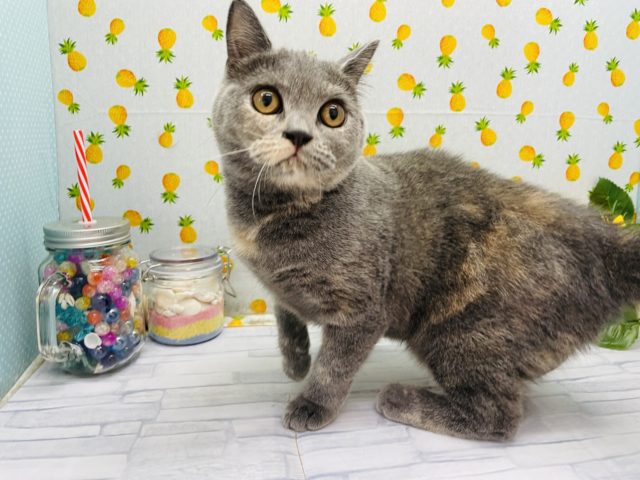 ブリティッシュショートヘア