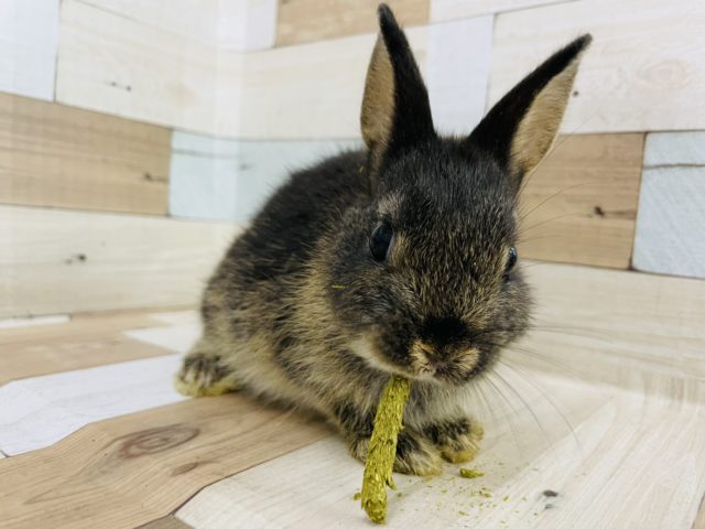 ネザーランドドワーフ