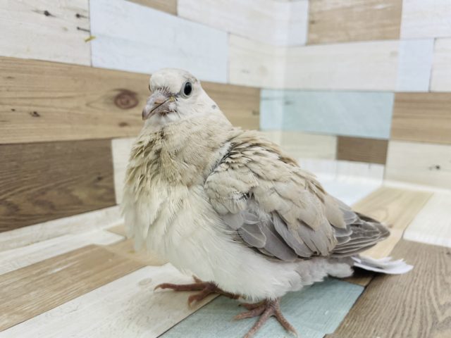 ジュズカケバト