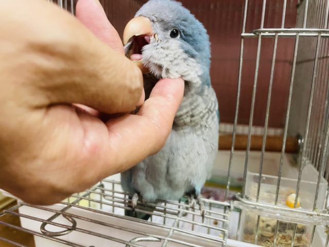 オキナインコ