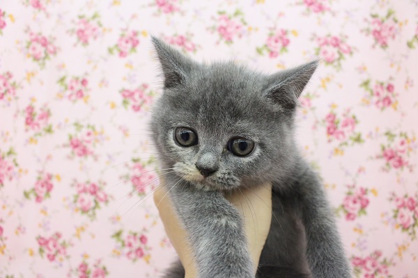 ブリティッシュショートヘア