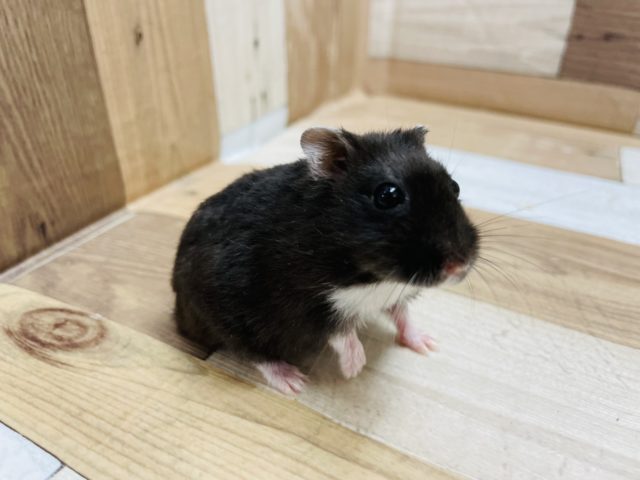 ドワーフハムスターの1種