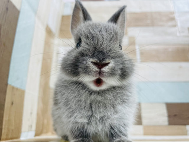 ネザーランドドワーフ