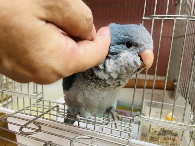 ペンギンの赤ちゃん!?オキナインコ(ブルー) オキナインコ