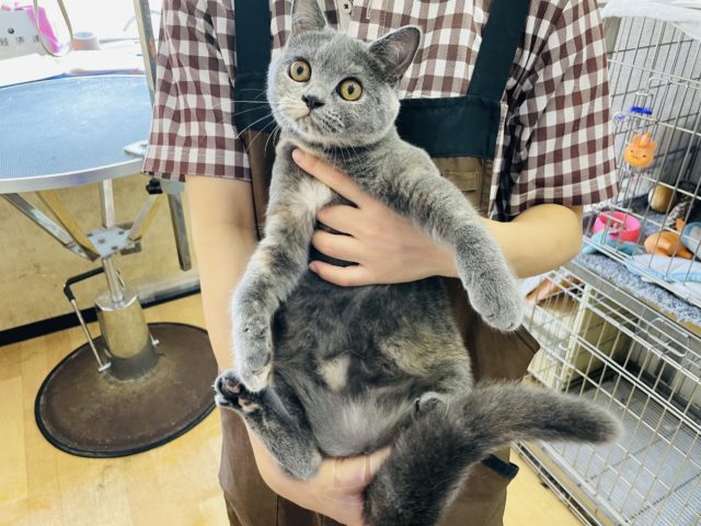 ブリティッシュショートヘア