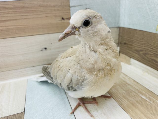 ジュズカケバト