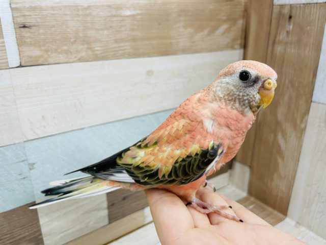 アキクサインコ（秋草インコ）