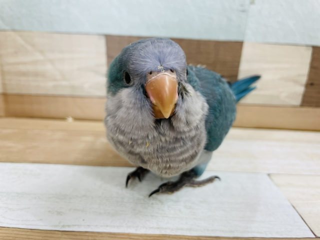 オキナインコ