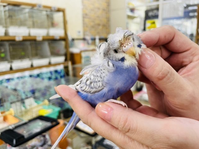 羽衣セキセイインコ
