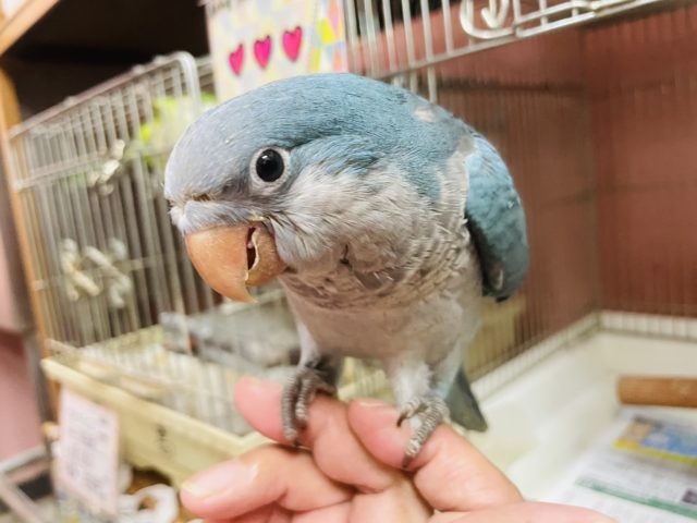 オキナインコ