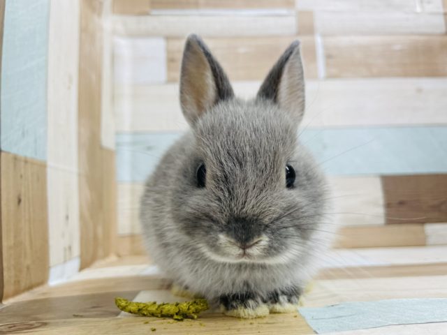 ネザーランドドワーフ