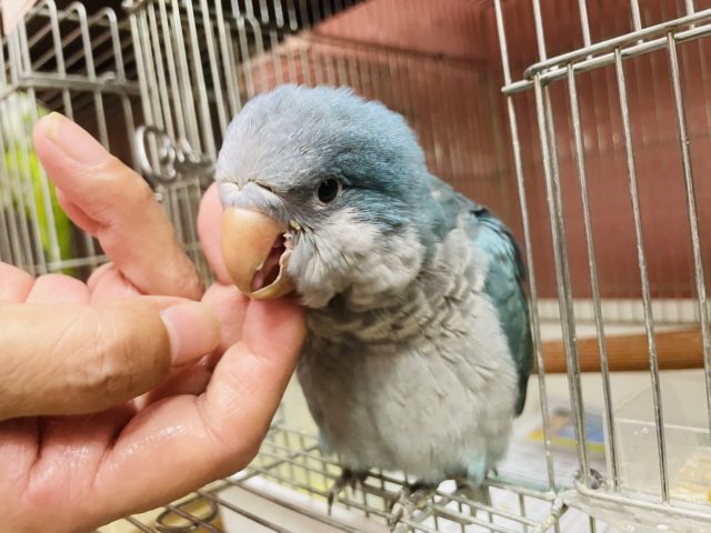 オキナインコ