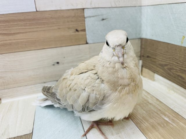 ジュズカケバト