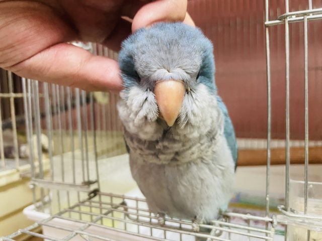 オキナインコ