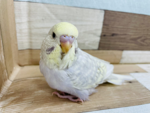 ジャンボセキセイインコ