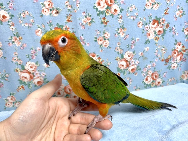 コガネメキシコインコ