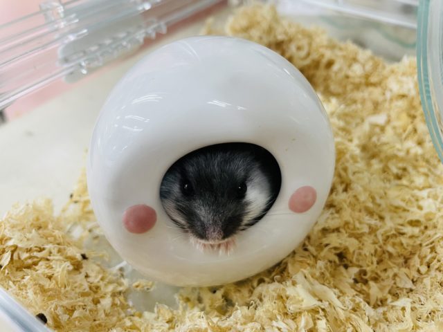 マーブルハムスター