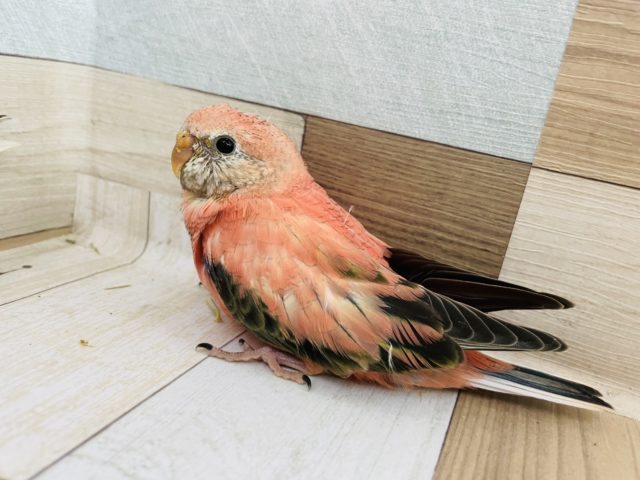 アキクサインコ（秋草インコ）