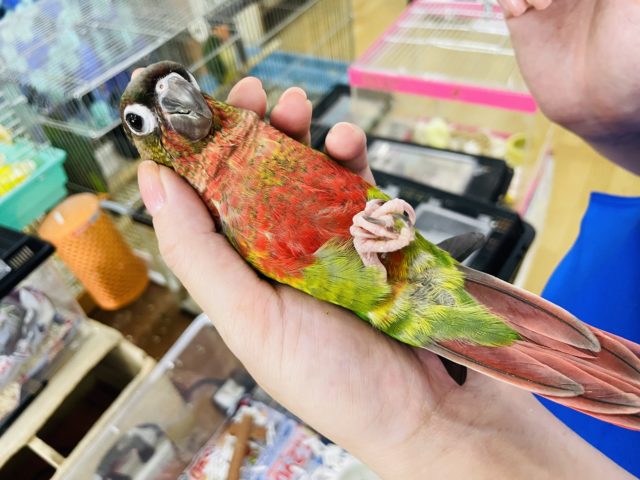 ホオミドリウロコインコ