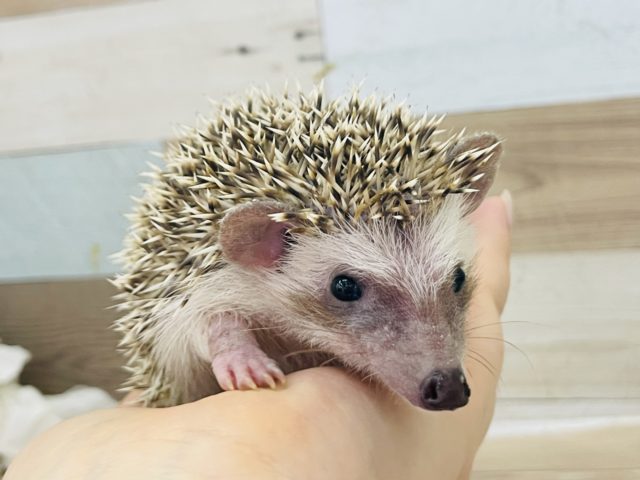 ハリネズミ（ヨツユビハリネズミ）