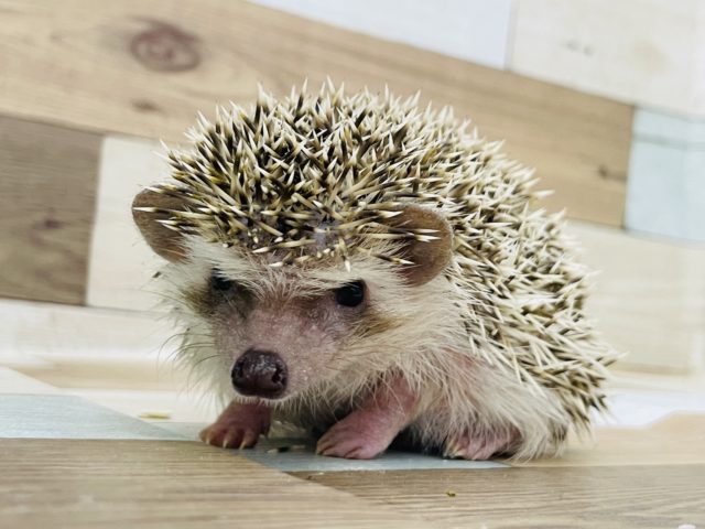 ハリネズミ（ヨツユビハリネズミ）