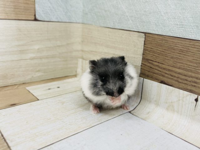 ドワーフハムスターの1種