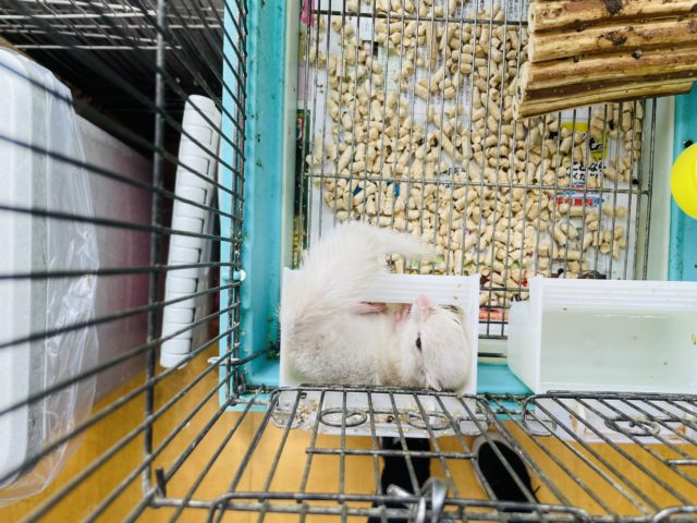 ホワイトシマリス