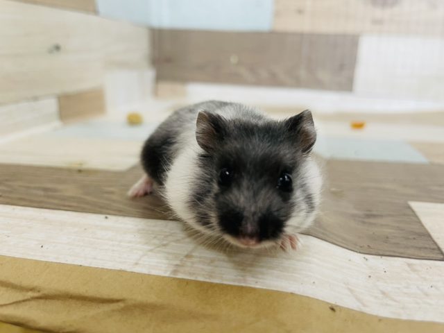 ドワーフハムスターの1種