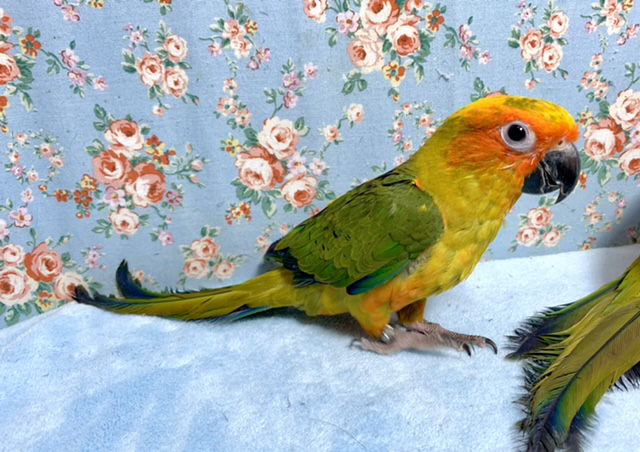 コガネメキシコインコ