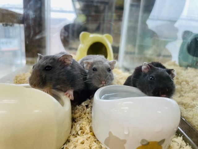 ドワーフハムスターの1種