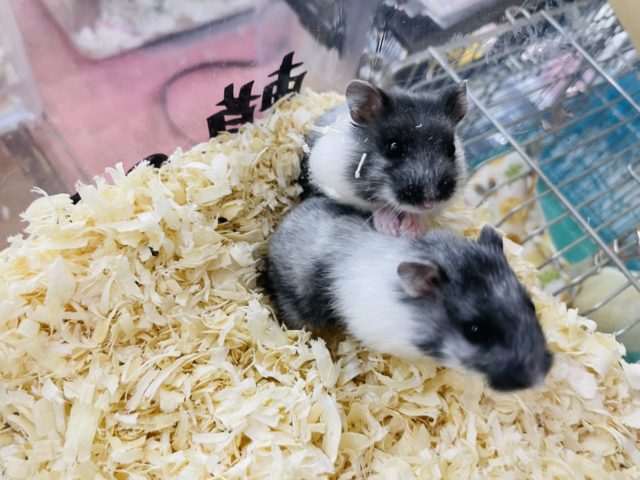 ドワーフハムスターの1種