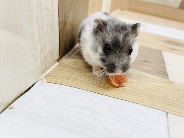 マーブルハムスター