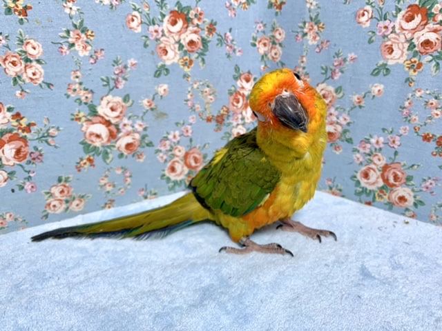 コガネメキシコインコ