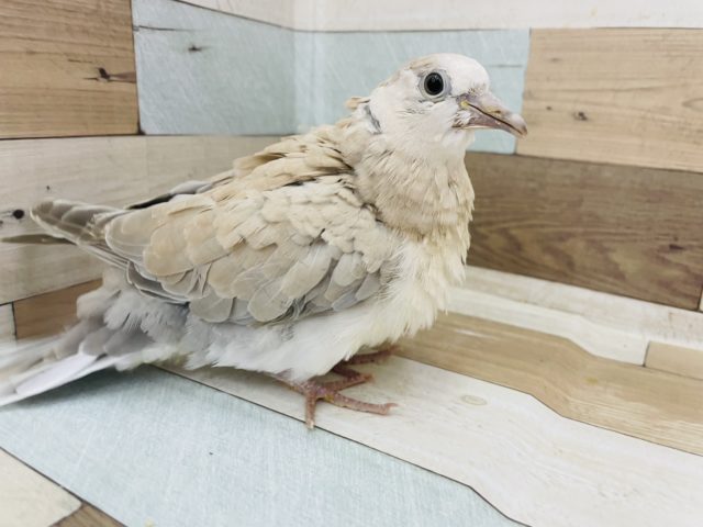 ジュズカケバト