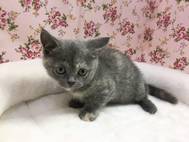 ブリティッシュショートヘア