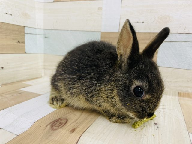 ネザーランドドワーフ