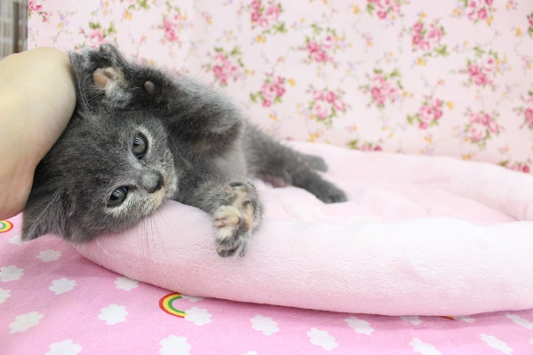 ブリティッシュショートヘア