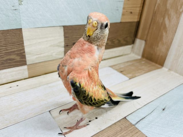 アキクサインコ（秋草インコ）