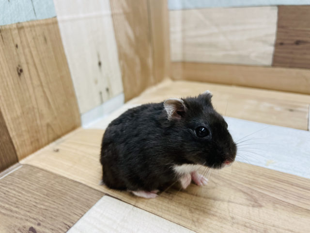 ドワーフハムスターの1種