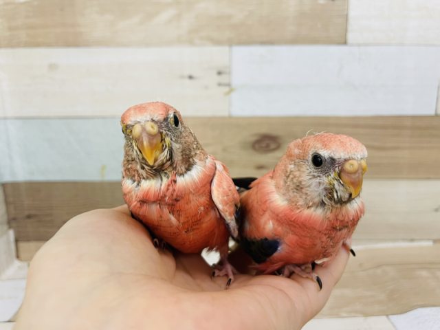 アキクサインコ（秋草インコ）