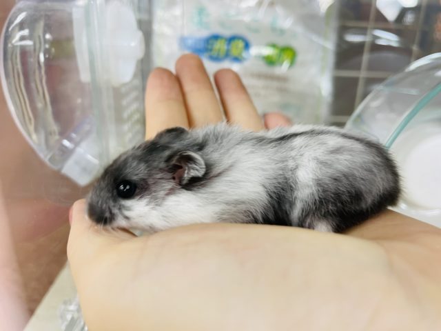 マーブルハムスター