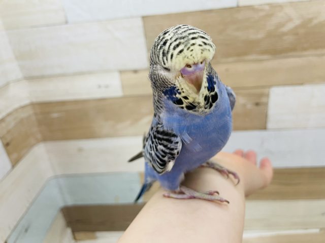 ジャンボセキセイインコ