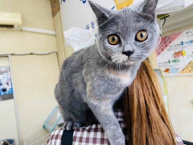 ブリティッシュショートヘア