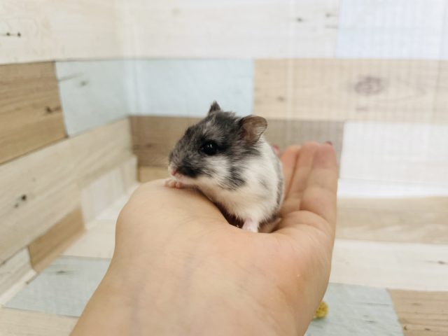 ドワーフハムスターの1種