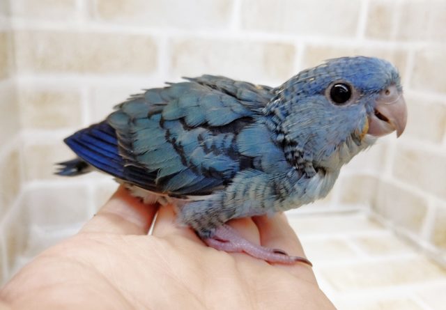 サザナミインコ