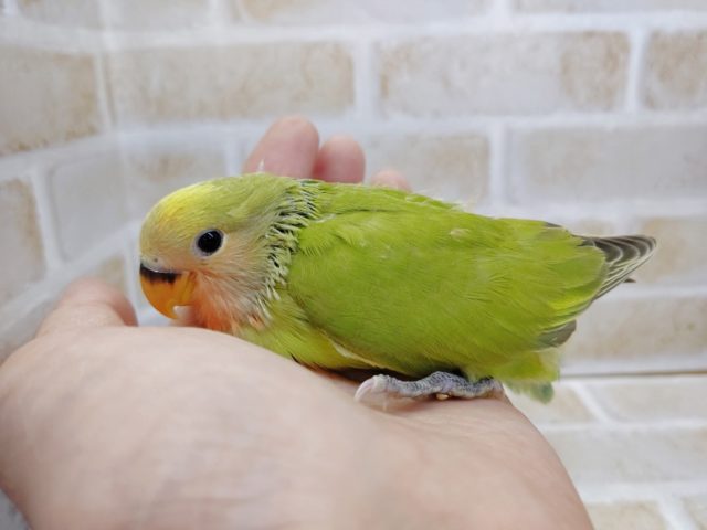 コザクラインコ（小桜インコ）