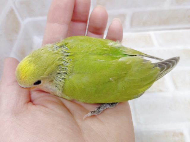 コザクラインコ（小桜インコ）