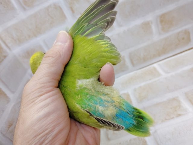 コザクラインコ（小桜インコ）