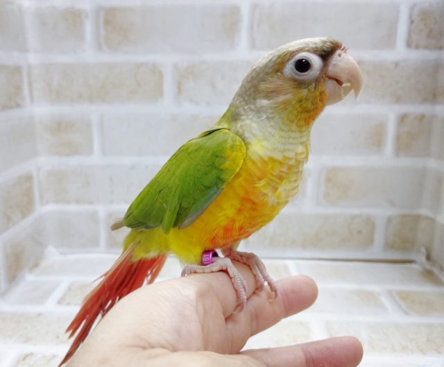 ホオミドリウロコインコ