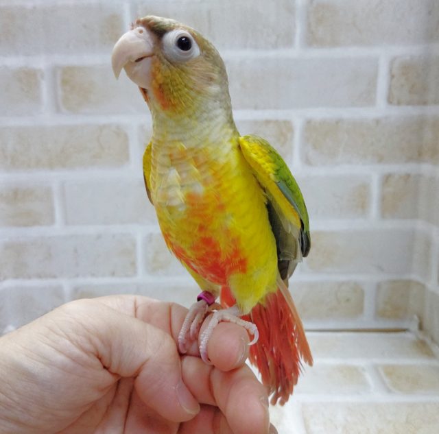 ホオミドリウロコインコ